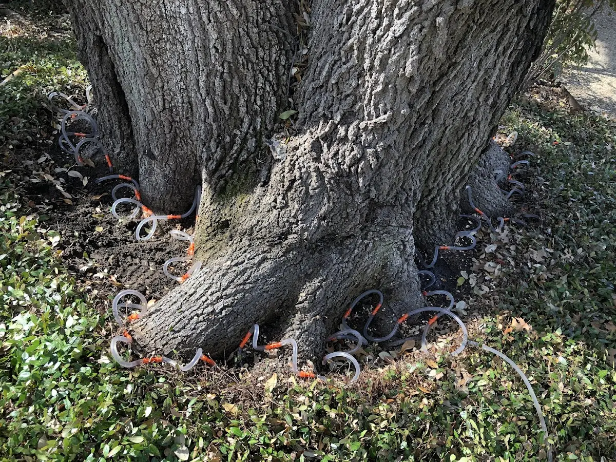 Detailed Tree Cabling and Bracing job site in Kiefer