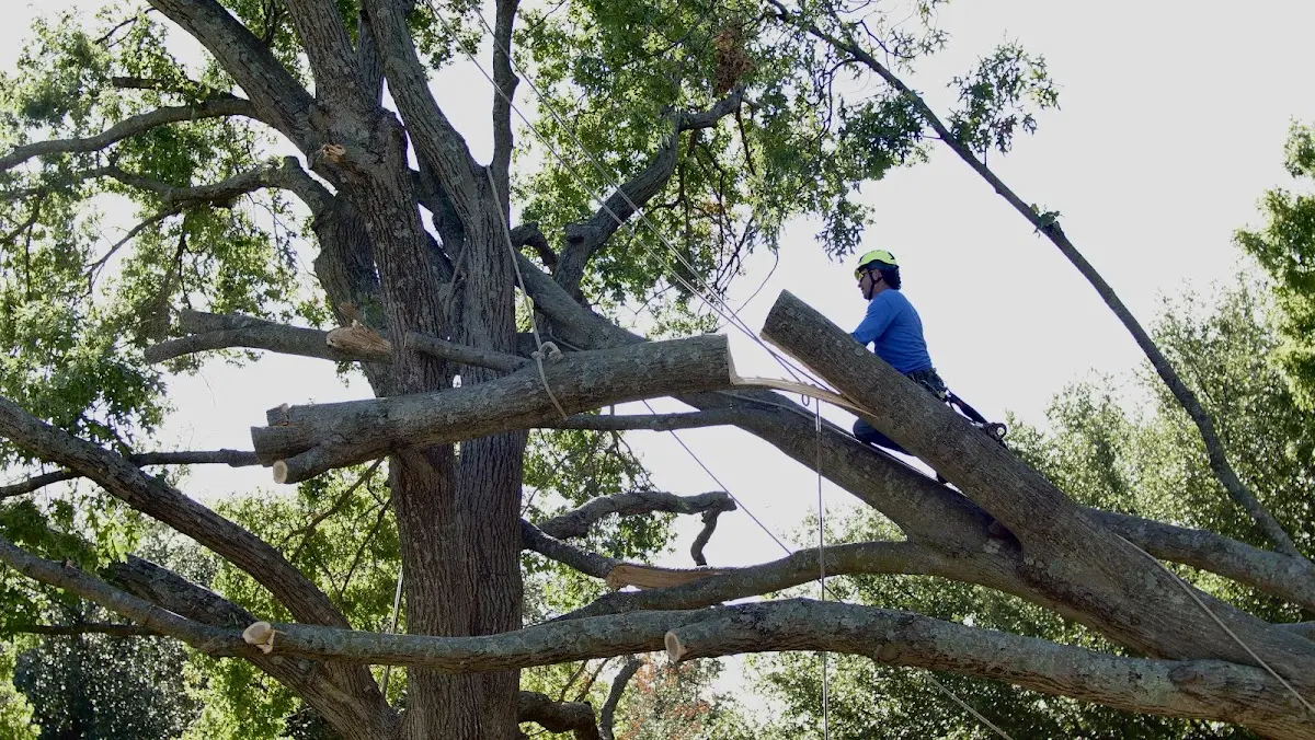 Professional Crown Thinning performed by certified arborists in Kiefer
