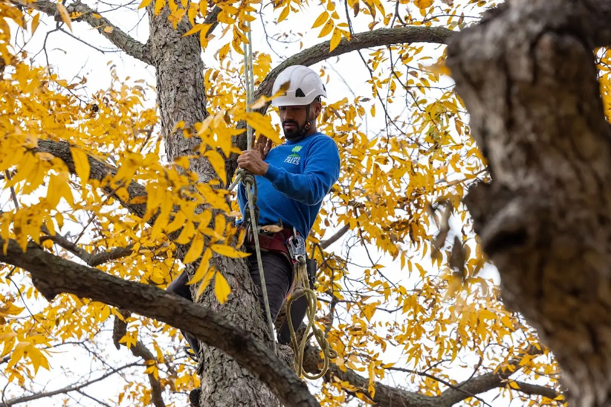 Skilled Dead Tree Removal crew working in Kiefer