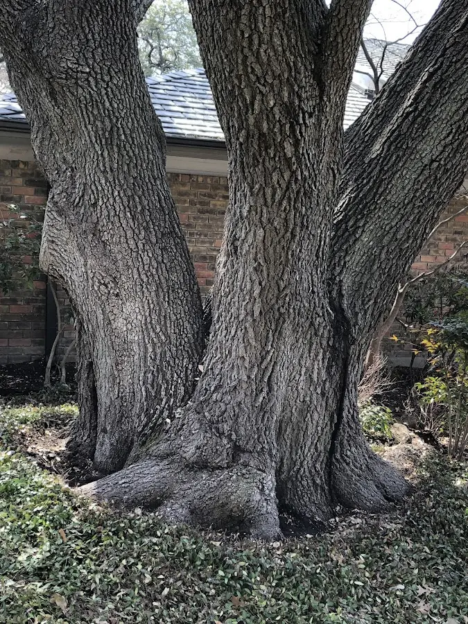 Mature heritage tree close to a Kiefer property cared for by certified arborists